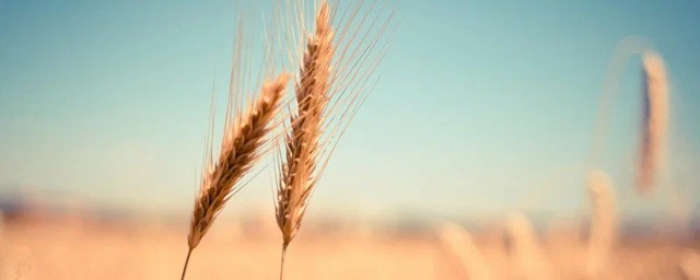 Китай отказался предоставить часть зерновых резервов для помощи Европе
